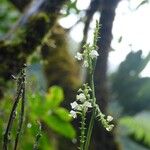 Polystachya concreta Floare