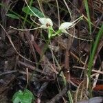 Townsonia atepala Habit