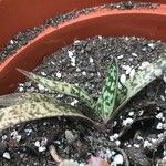 Gasteria obliqua Leaf