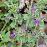 Clinopodium acinos Blüte