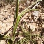 Centaurea melitensis Blatt