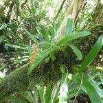 Bulbophyllum densum Habit