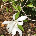 Star MagnoliaFlower