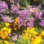 Calluna vulgaris Fleur