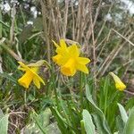 Narcissus pseudonarcissus Flors