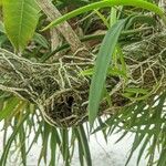 Brassavola nodosa Leaf