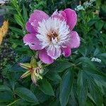 Paeonia mascula Цветок