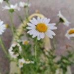 Anthemis cotula花