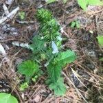 Salvia lyrata Blüte