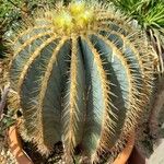 Ferocactus glaucescens Habitat