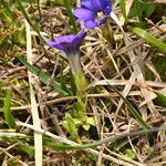 Gentiana pyrenaica Blomma