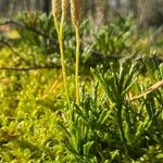 Lycopodium complanatum Fuelha