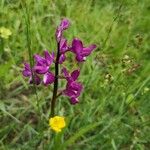 Anacamptis laxiflora Blomst