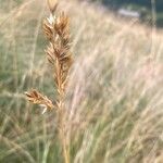 Danthonia decumbens Plod