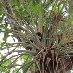 Tillandsia fasciculata Blad