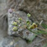 Allium senescens Fruit