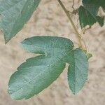 Passiflora vitifolia برگ