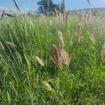 Tetrapogon roxburghiana Alkat (teljes növény)