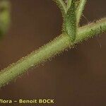Ononis polyphylla Bark