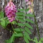 Vicia nigricans Blüte