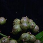 Zanthoxylum oxyphyllum Fruto