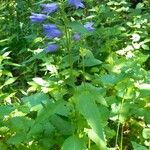 Campanula tracheliumFlor