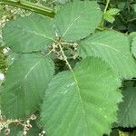 Rubus armeniacus Liść