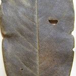 Ormosia costulata Nyingine