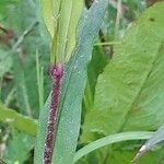 Lychnis flos-cuculi Leaf