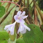Heteranthera limosa Flor