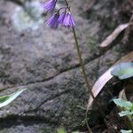 Soldanella carpatica Floare