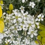 Cerastium tomentosum Flower