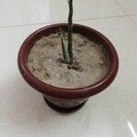 Euphorbia tithymaloides Fuelha