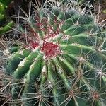 Ferocactus pilosus Ліст