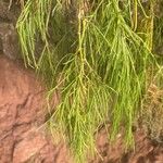 Plocama pendula Leaf