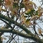 Ceiba chodatii Flower