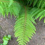 Polystichum setiferum Blad