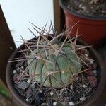 Echinocactus horizonthalonius Leaf