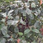 Photinia fraseri عادت داشتن