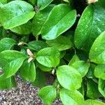 Chaenomeles sinensis Leaf