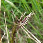 Avenula pubescens Fula