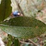 Erythroxylum laurifolium Leaf