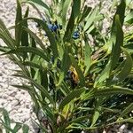 Berberis fortunei Leaf