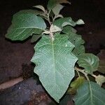 Solanum paniculatum Hoja