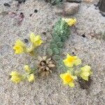 Linaria thymifolia Flor
