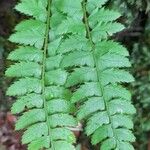 Polystichum lonchitis Лист