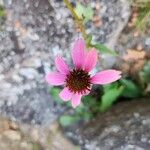 Echinacea tennesseensis花