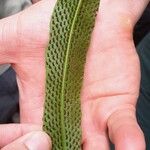 Thelypteris reticulata Лист