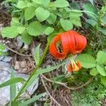 Lilium carniolicum Bloem