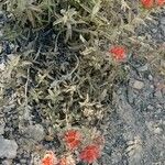 Castilleja applegatei Leaf